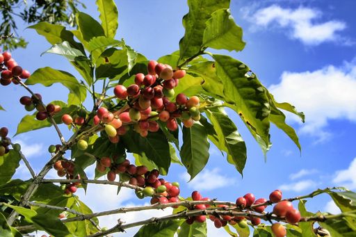 A closeup of coffee beans growing in a Mexican plantation