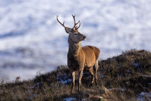 A deer standing alone in a grassy meadow surrounded by a bright and sunny day