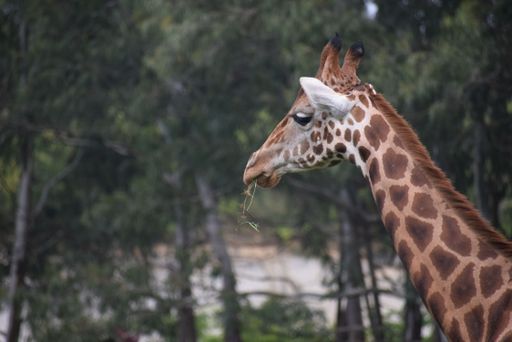 A closep of a giraffe eating grass in a zoo with a blurry background