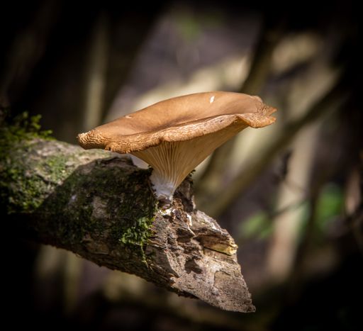 An isolated image of a brown mushroom growing on a mossy tree branch in a natural environment