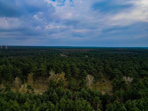 Aerial view of a lush green forest in the sunshine, set against a bright blue sky