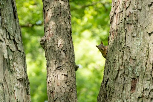 A wild squirrel peeking out from behind a large tree trunk, its eyes alert and curious