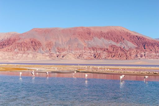 A large flock of pink flamingos at Carachi Pampa Lagoon, Catamarca, Argentina