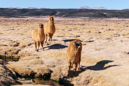 A group of llamas standing in the middle of a desert at Carachi Pampa Lagoon, Catamarca, Argentina.