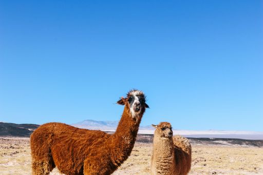 The two llamas standing side by side at Carachi Pampa Lagoon, Catamarca, Argentina