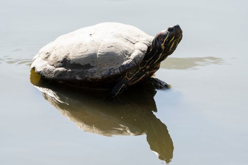 A close-up shot of a sea turtle perched on a rock in a tranquil body of water