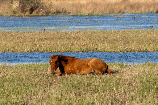 A majestic brown horse resting gracefully in a lush green field, with a river in the background