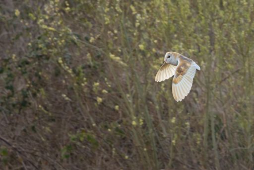 A stunning barn owl is illuminated by the golden rays of the morning sun, perched atop a post in its natural outdoor habitat