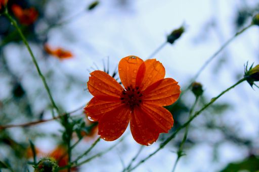A vibrant orange flower with water droplets that adorn its petals