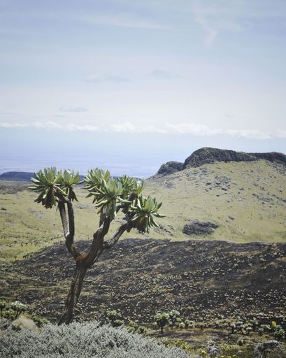 Lush vegetation in the scenic Mt Satima landscapes within the Aberdares ranges.