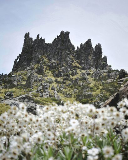 The flowers with unique rock formations in Mt Satima, Kenya.