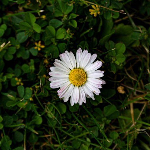 A top view shot of a beautiful white flower growing in the garden