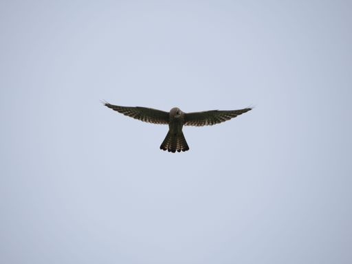 A big Turmfalke or Kestrel flying freely in a wide open blue sky on a windy day