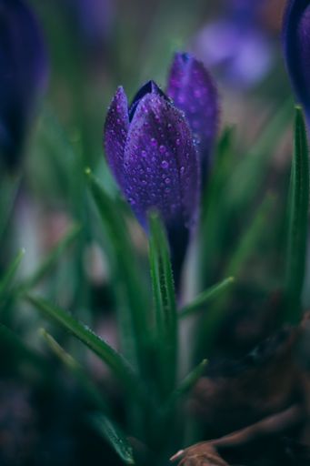 A selective focus shot of purple crocuses in the garden