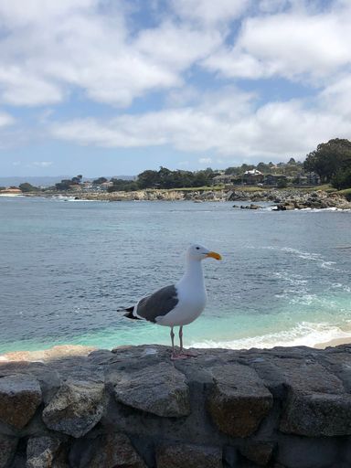 A white seagull perched atop a rock wall overlooking the beautiful blue ocean