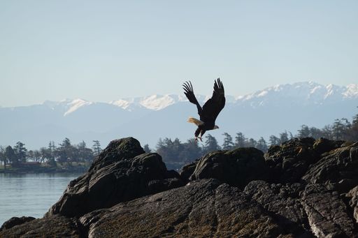 A bald eagle flying over rocks on a riverbank with mountains in the distance on a sunny day