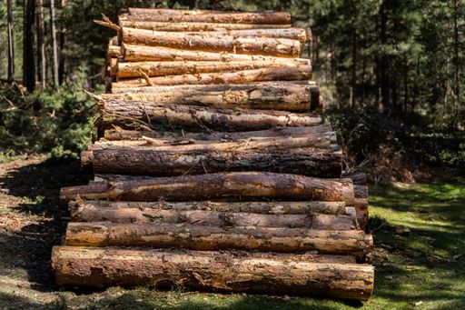 A closeup shot of a pile of logs at a forest