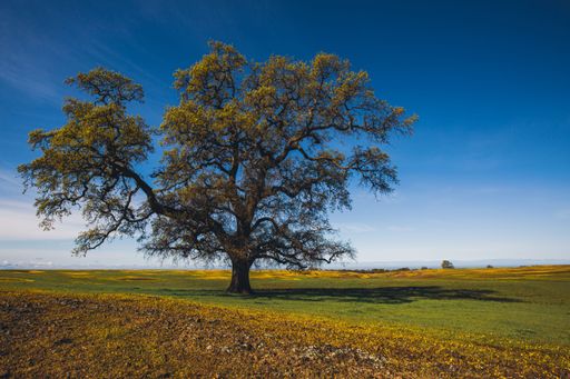A close up of a majestic oak tree, situated on a hill against a backdrop of Table Mountain