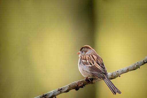 A selective focus shot of a field sparrow bird perched on a tree branch
