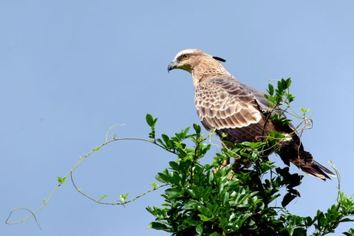 A low angle shot of a long-legged buzzard perched on a green plant on the background of the clear sky