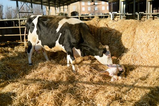 A portrait of Holstein cow with her newborn calf lying on a straw