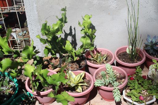 A high angle shot of various succulent plants on a red pot in the garden