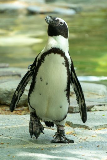 An adorable small penguin standing on a rock, looking around curiously