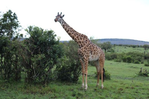 A giraffe standing in a green field next to bushes