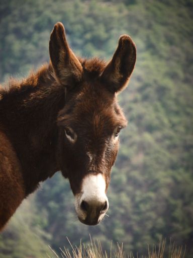 A lone donkey stands atop a picturesque grassy hill, looking at the camera