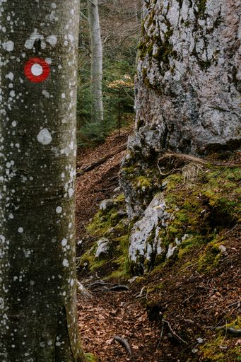 A view of a hiking path in Slovenia, leading up to Kislica Hill