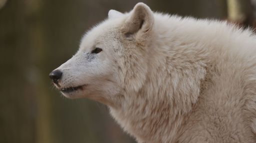 A powerful white wolf standing in a grassy field, its long fur coat glistening in the sunlight