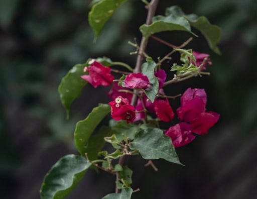A macro closeup of a Bougainvillea glabra flower, showing its bright pink petals and bright green leaves in vivid detail