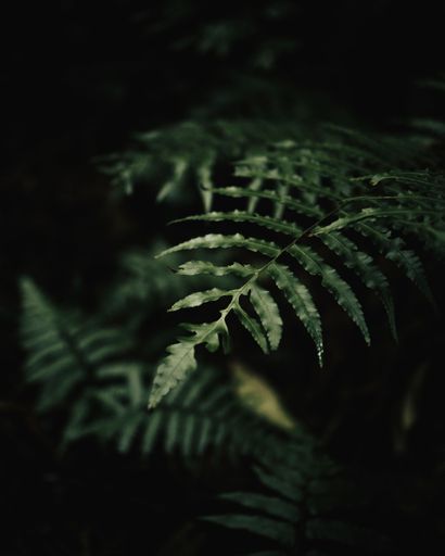 A vivid image of a fern frond illuminated by the moonlight in a shadowy forest setting