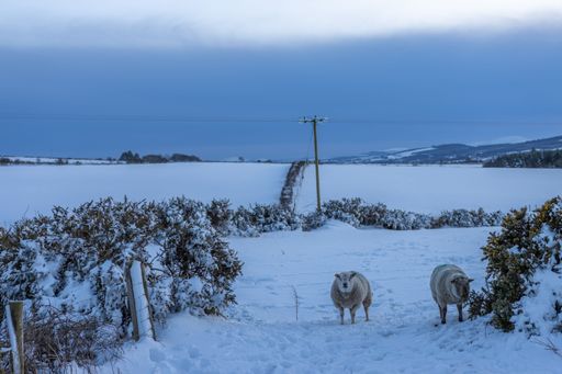 The sheep grazing on a grassy field covered in the snow