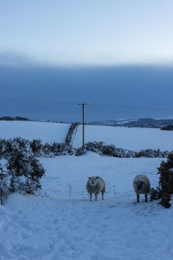 The two white sheep standing in the snow in a rural landscape