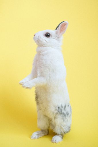 A close-up image of a white rabbit standing upright on a bright yellow background
