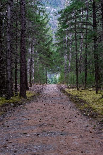 A vertical shot of a footpath in the forest