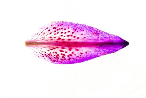 A top view shot of a stargazer lily petal with ombre pink colors against a white background