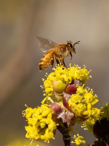 A vertical shot of a bee on white blooming flowers in nature