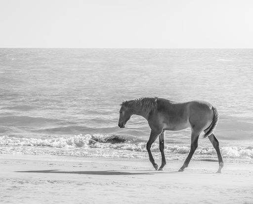 A grayscale shot of a horse walking on the beach