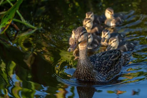 A closeup of a duck with its ducklings swimming on a pond outdoors