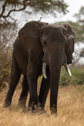 A majestic elephant with large tusks stands in a tall field of dry grass in a natural setting