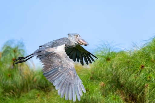 A Shoebill bird spreads its wings while soaring over lush green trees in the wild