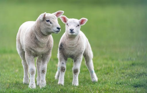Two white lambs standing in a grassy meadow, basking in the sun of a beautiful spring day