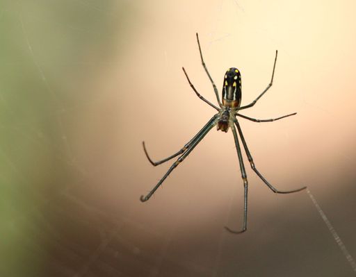 A selective focus shot of an arachnid suspended from a web spun in the air