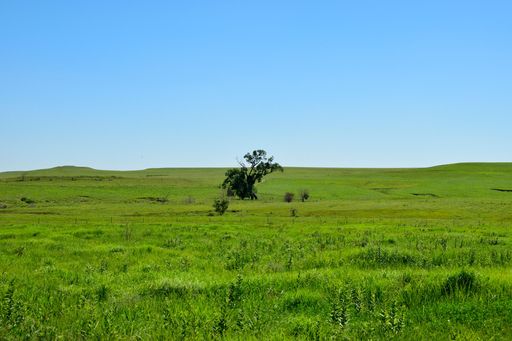 A scenic view of a lush green field with trees against a blue sky