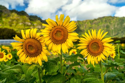 A vibrant field of sunflowers basking in the sun, with a few large blooms in the foreground