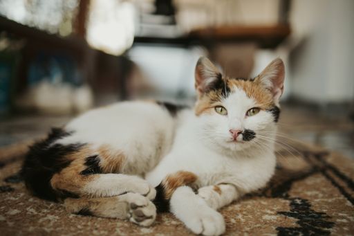 A selective focus shot of tabby cat lying on a carpeted floor