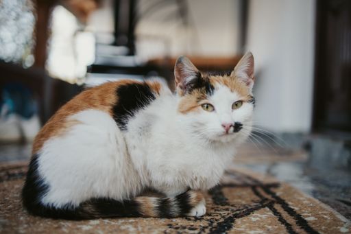 A selective focus shot of a colorful cat with spots sitting on a rug looking at the camera