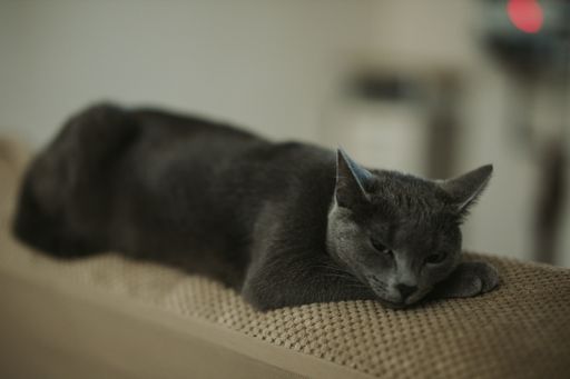 A closeup of a tired dark cat laying on a couch, looking to the side